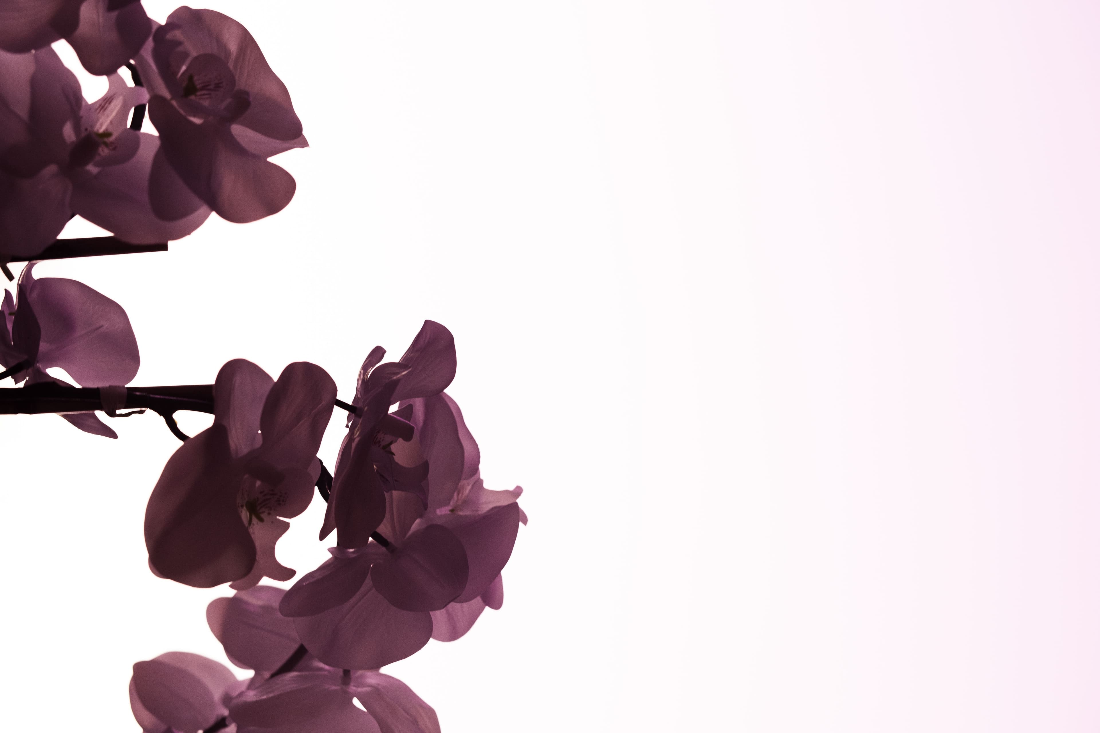 Orquídeas fondo ÉTER